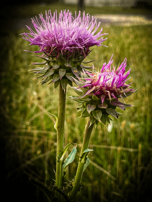 Banner Road Prairie - Image 1