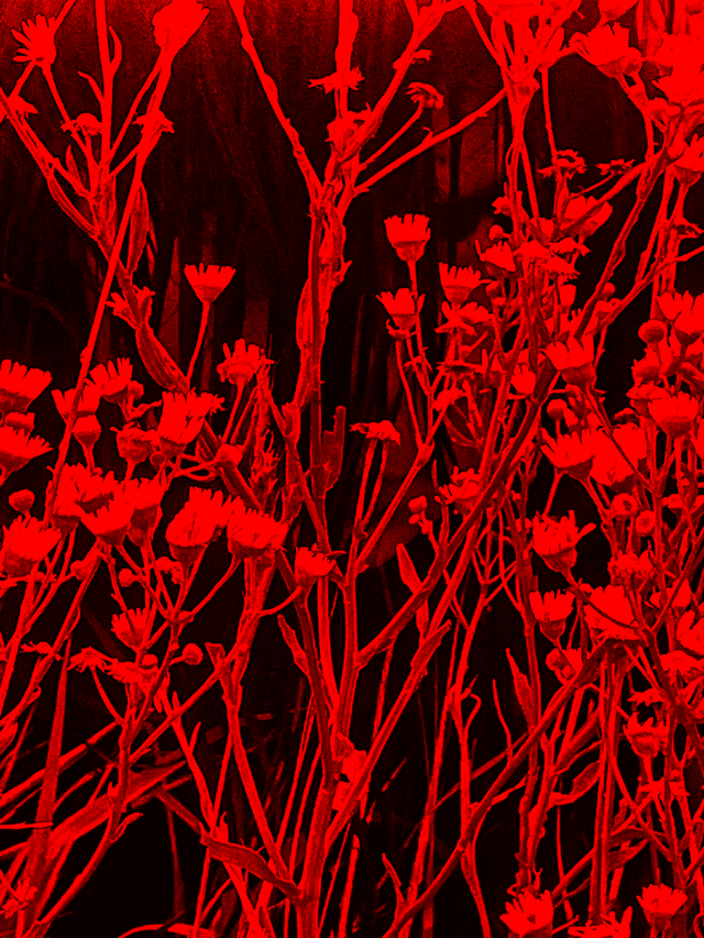Yukon Prairie Wildflowers - Image 1