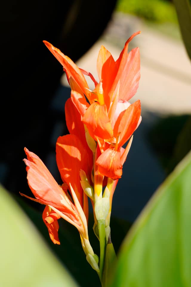 Ripon Garden Blooms - Image 1