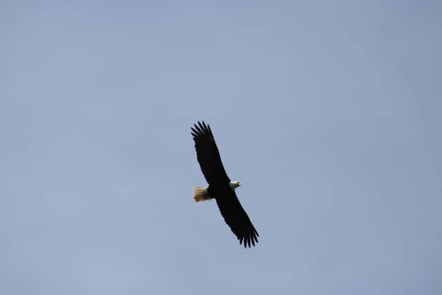 American Lake Wildlife Spot - Image 1