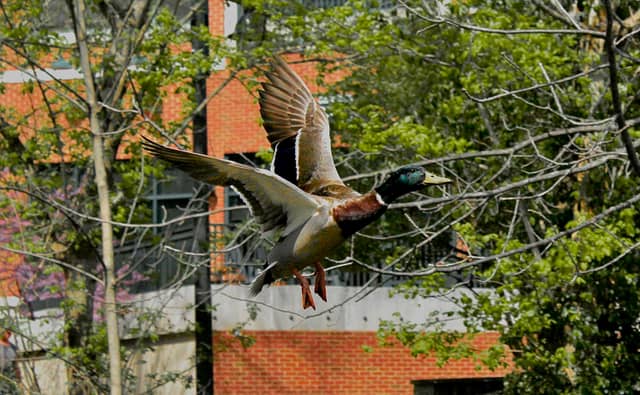 Big Walnut Creek Nature Spot - Image 1