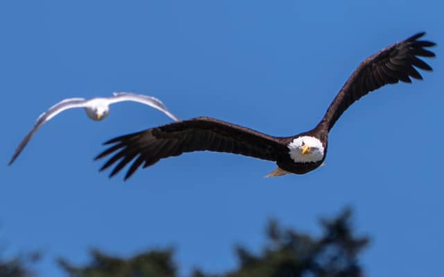 Orcas Island Coastline - Image 1