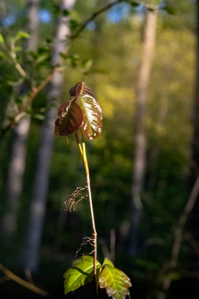 Morristown Woodland Trail - Image 1