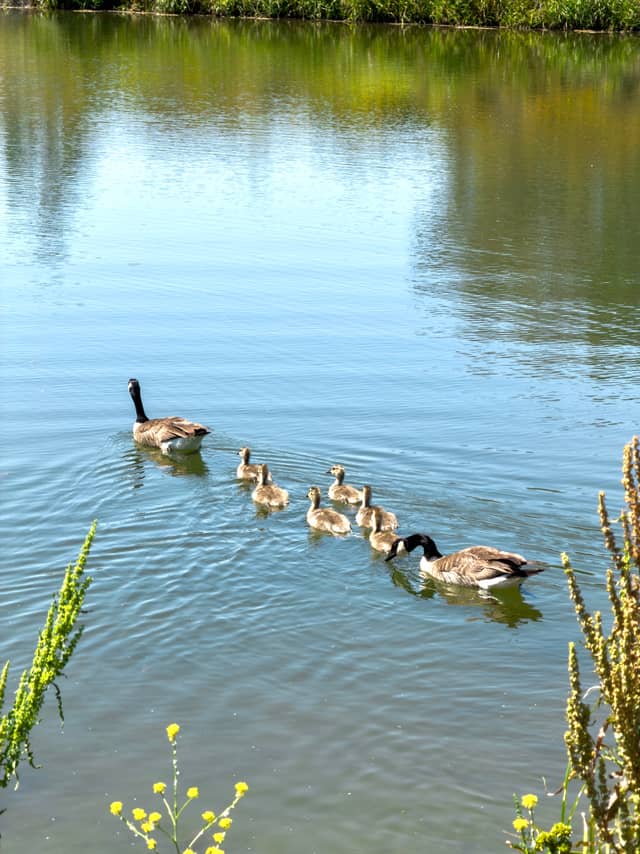 Los Gatos Creek County Park - Image 1
