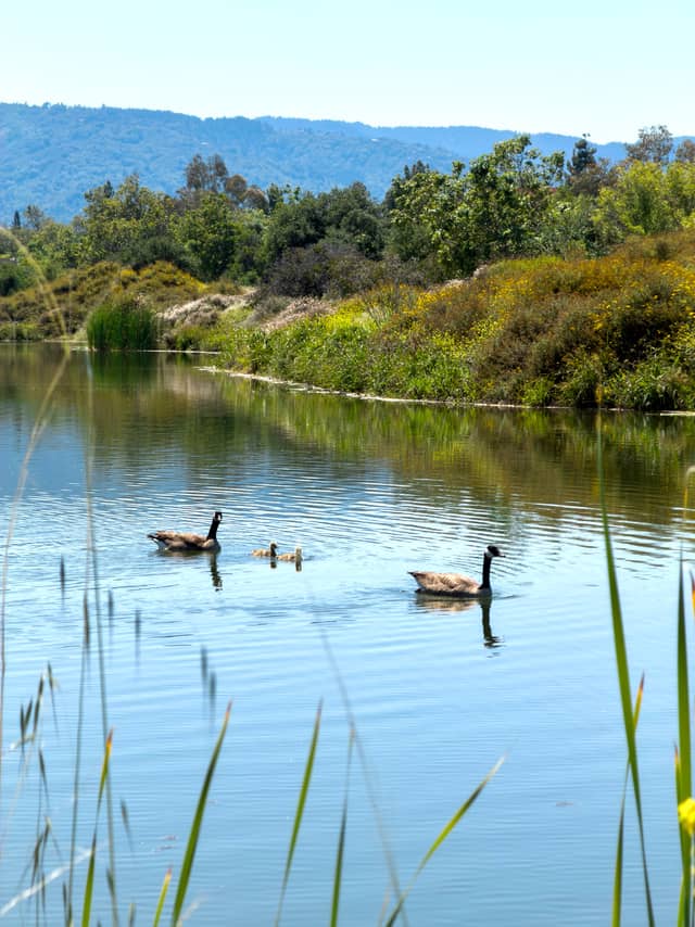 Los Gatos Creek County Park - Image 1
