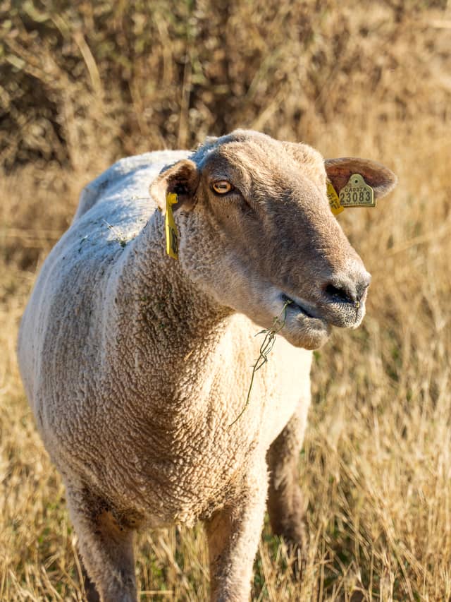 UC Davis Sheep Barn - Image 1