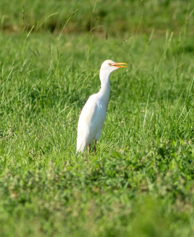 Carson Waters Meadows - Image 1