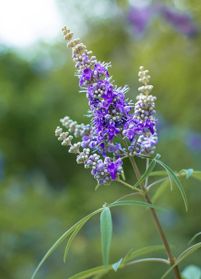 Huntsville Garden Blooms - Image 1