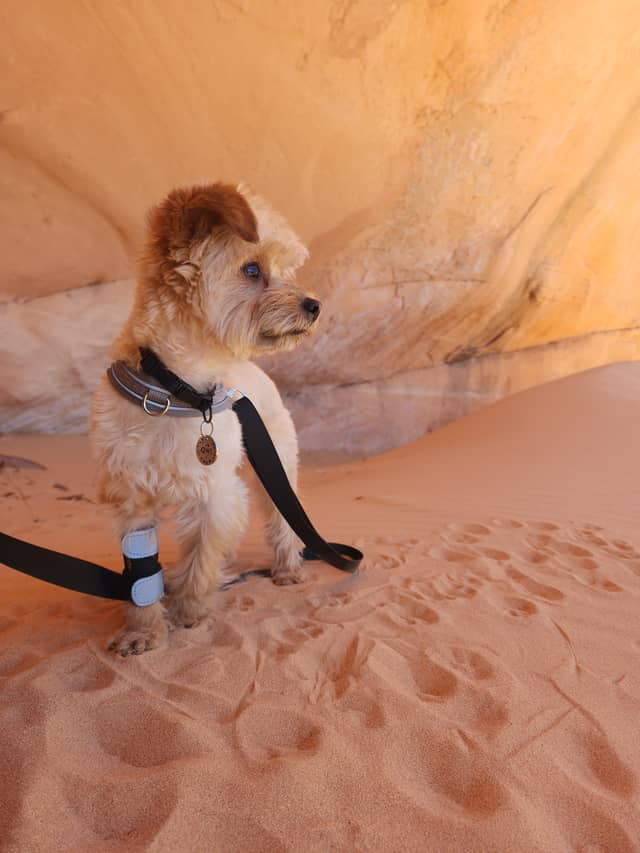 Secret Canyon Sandstone Alcove - Image 1