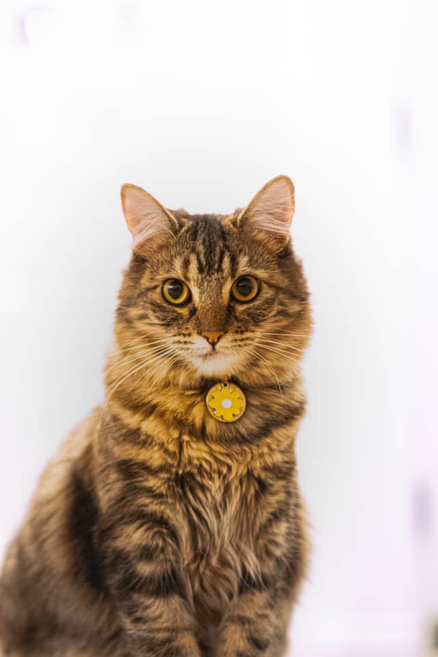 Indoor Pet Photography Studio - Image 1