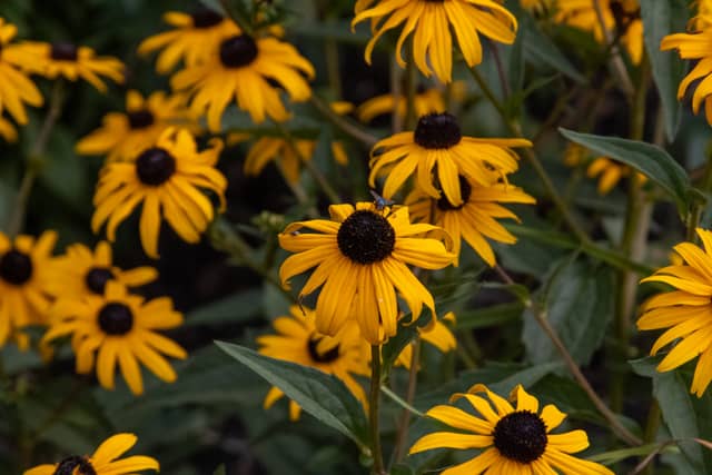Crestline Garden Blooms - Image 1