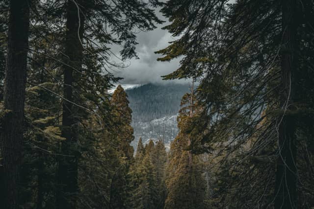 Sequoia National Park Forest Overlook - Image 1