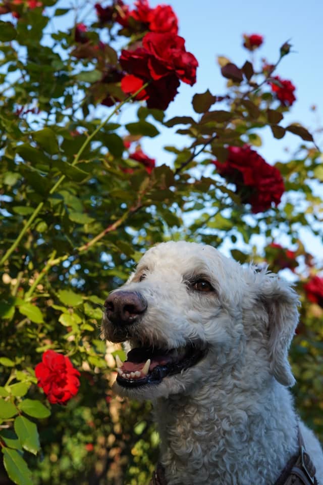 Suburban Rose Garden - Image 1