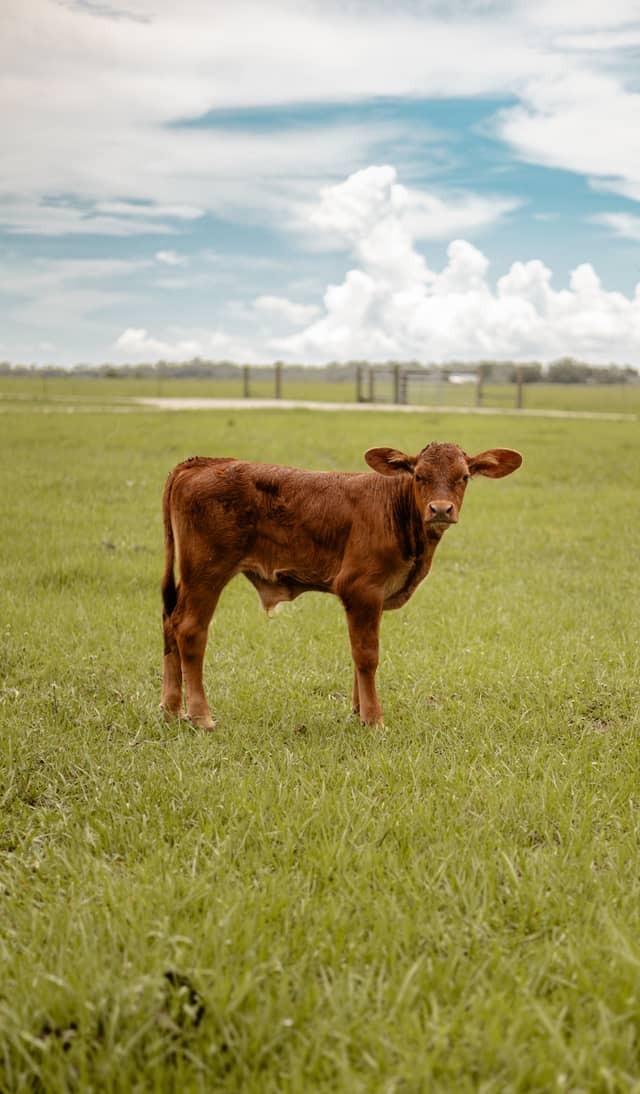 Labelle Cattle Pasture - Image 1