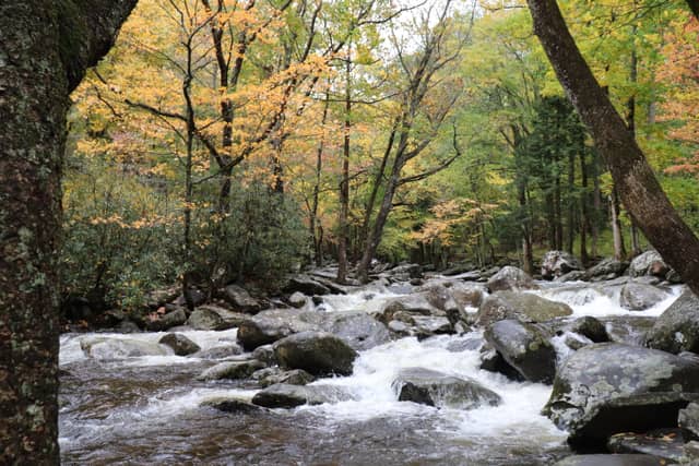 West Prong Little Pigeon River - Image 1