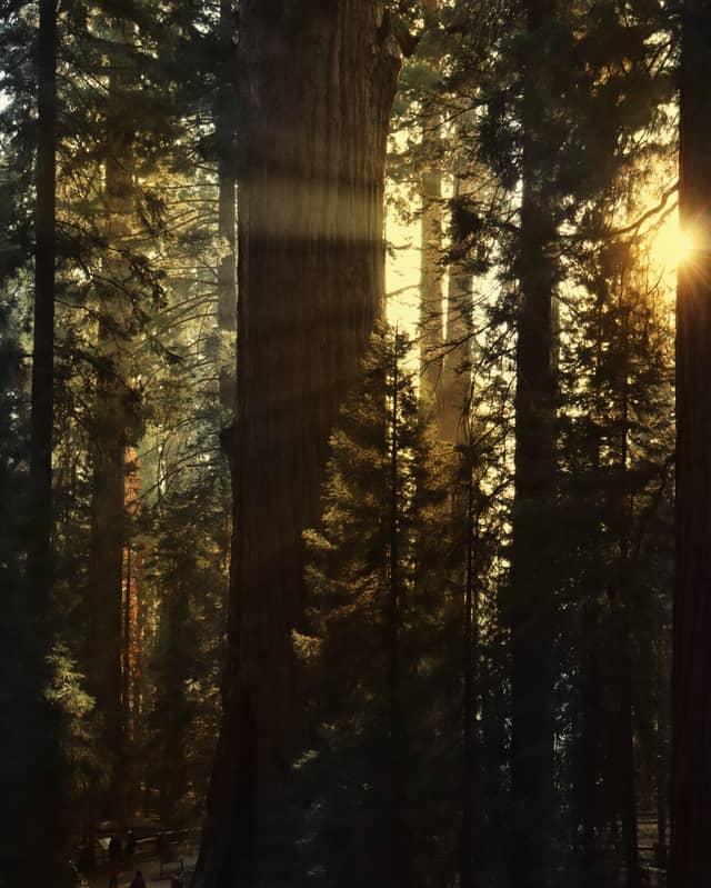 Giant Forest, Sequoia National Park - Image 1
