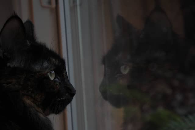 Gresham Window Reflection - Image 1