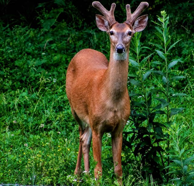 Greenfield Rural Wildlife Spot - Image 1