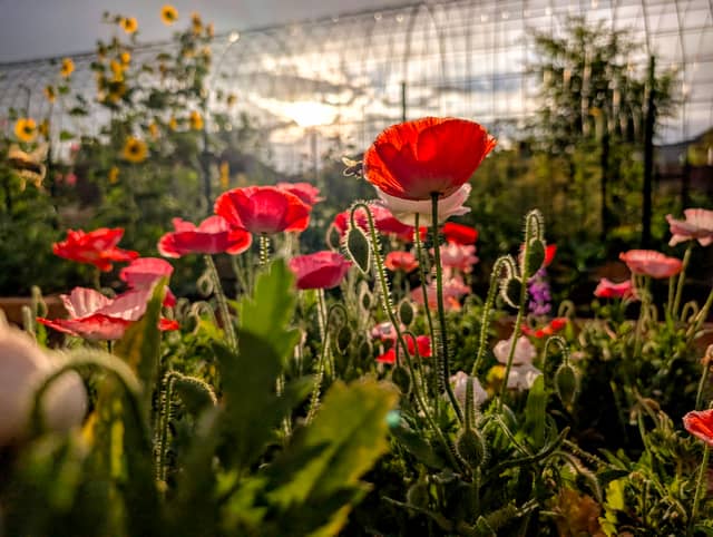 Colorado City Garden Poppies - Image 1