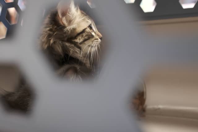 Sandy City Animal Shelter - Image 1
