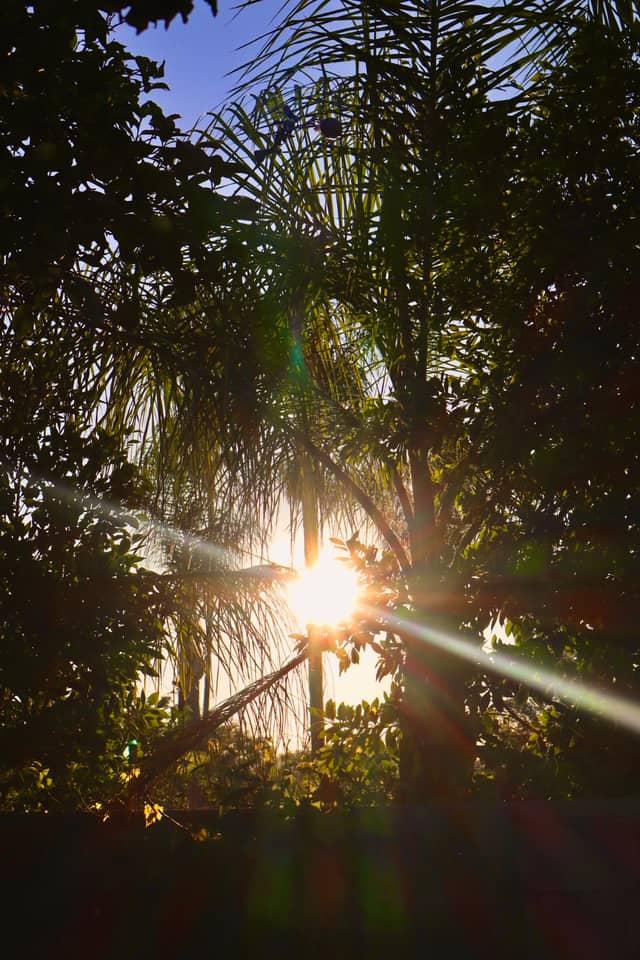 Torrance Palm Tree Sunset - Image 1