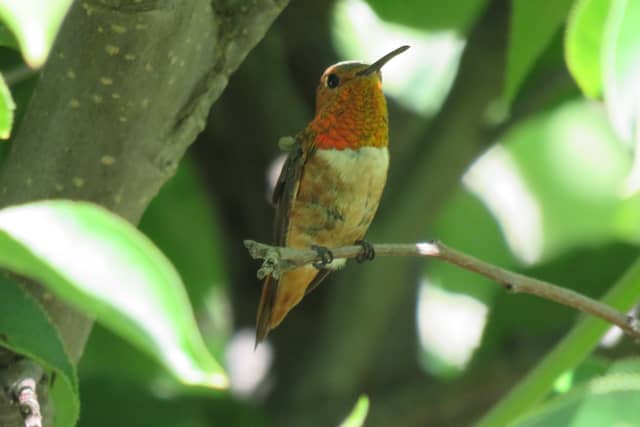 Beaumont Garden Birding Spot - Image 1