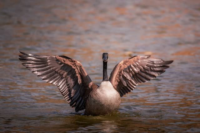 Catawba Lake - Image 1