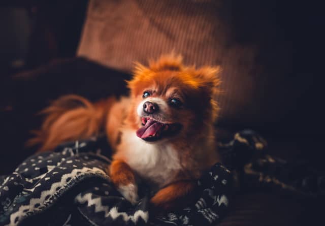 Cozy Home Pet Portrait - Image 1