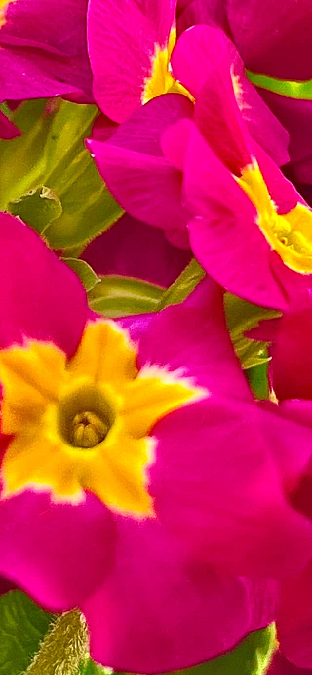 Provo Garden Blooms - Image 1