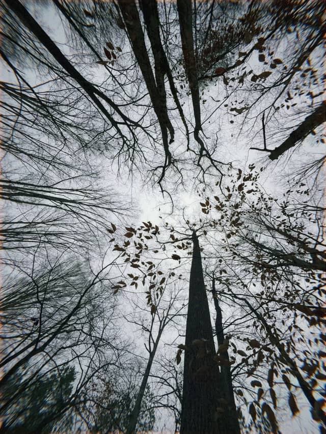 Cannon Park Canopy - Image 1