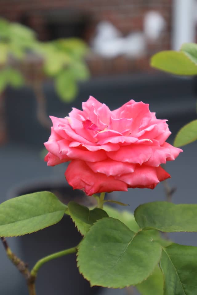 Nashville Garden Bloom - Image 1