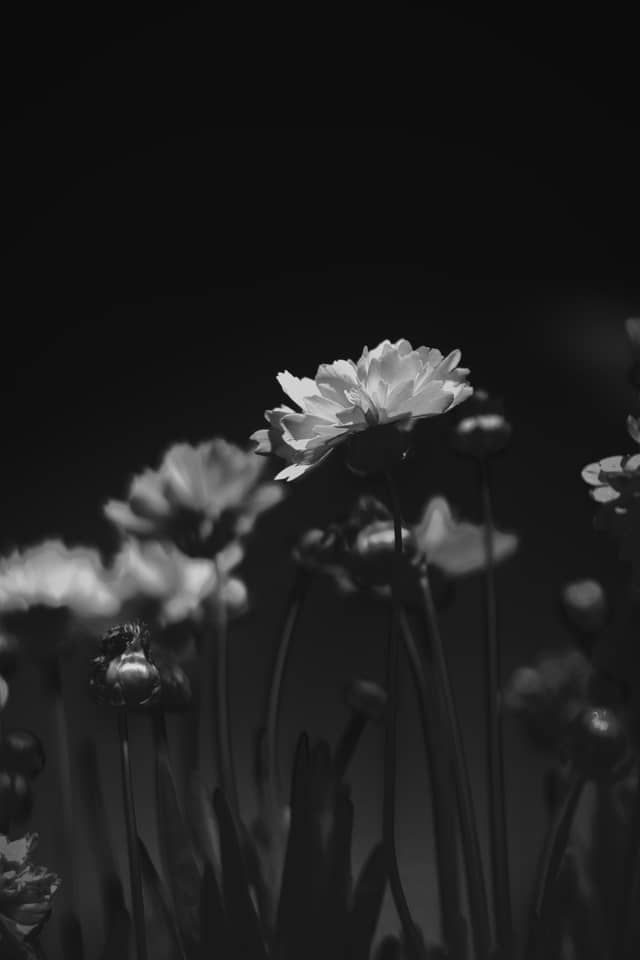 Euclid Garden Blooms - Image 1