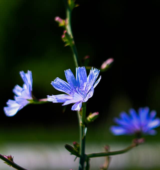 Chicory Blooms in Euclid - Image 1