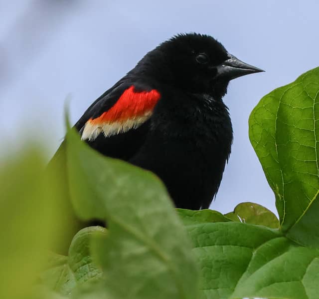 Euclid Garden Birding - Image 1