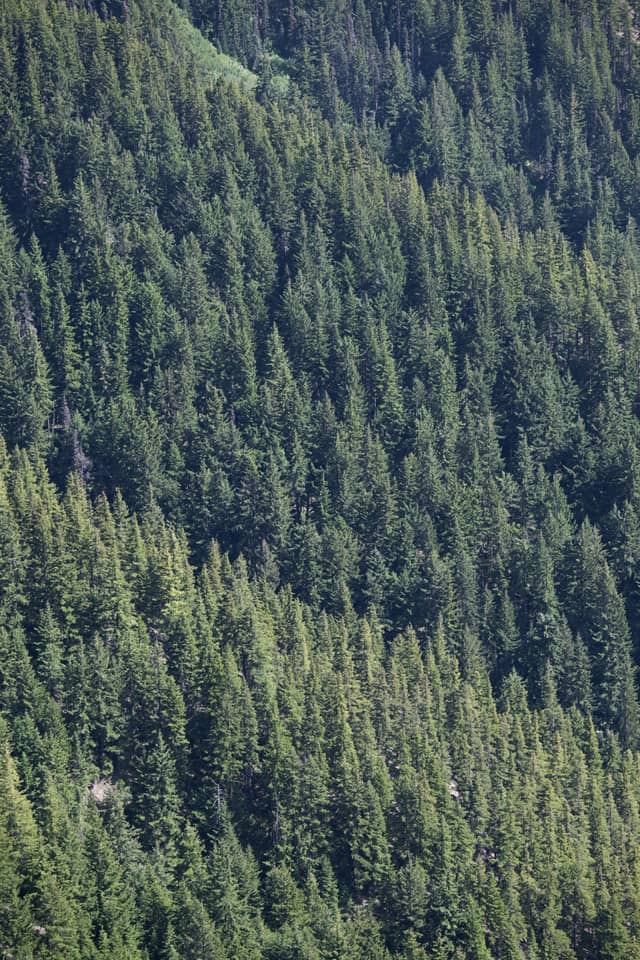 Hurricane Ridge Forest Slope - Image 1