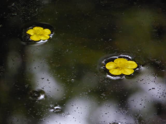 Needham Woodland Pond - Image 1