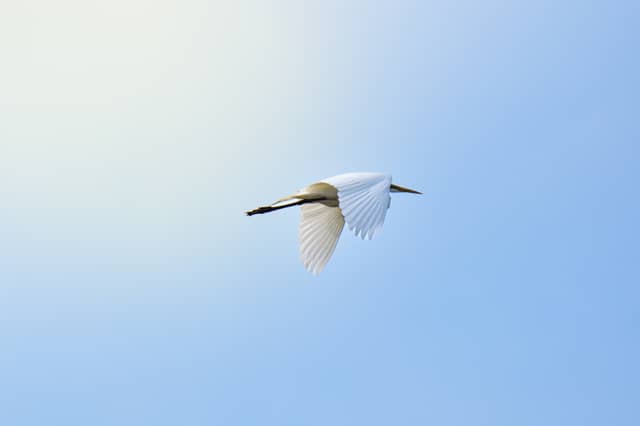 Little Otter Creek Wildlife Management Area - Image 1