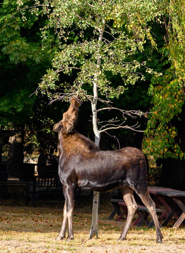 Genesee City Park - Image 1