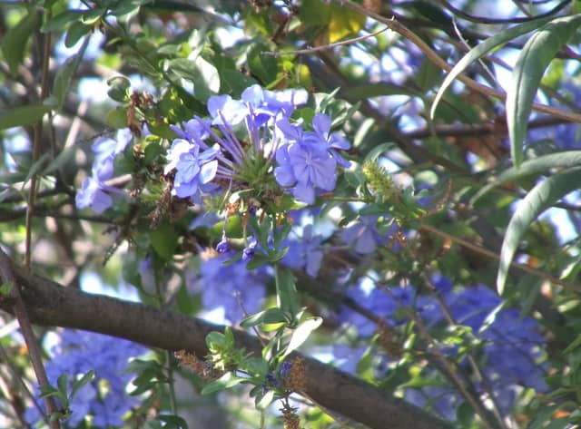Moreno Valley Garden Blooms - Image 1