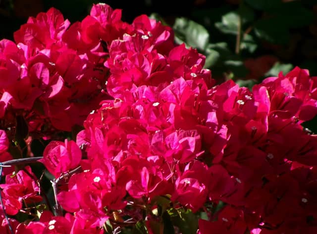 Maidenhair Street Floral Display - Image 1