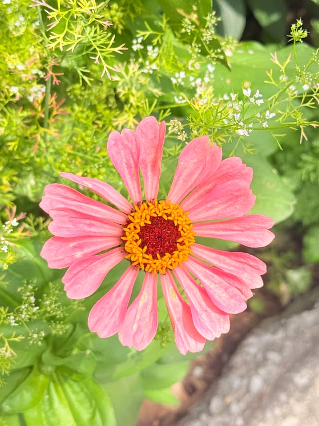 Berea Garden Blooms - Image 1