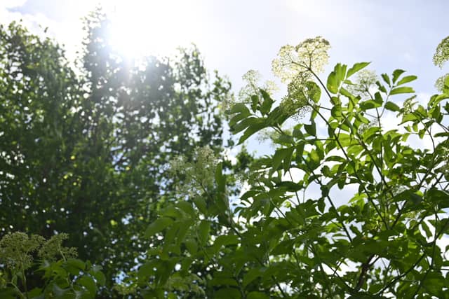 Bass Lake Preserve Nature Trail - Image 1