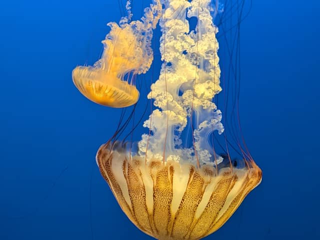 Kansas City Zoo & Aquarium - Image 1