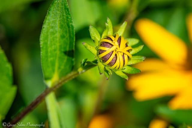 Ballantree Garden Macro Spot - Image 1