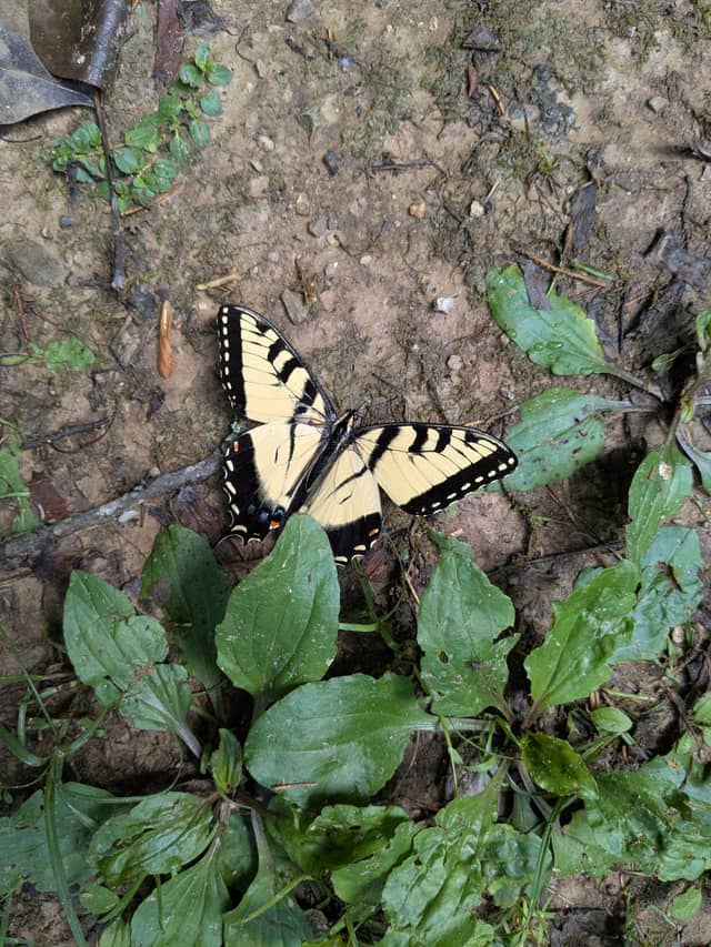 Sky Bridge Trail, Red River Gorge - Image 1