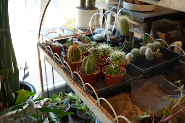Scottsdale Cactus Boutique - Image 1