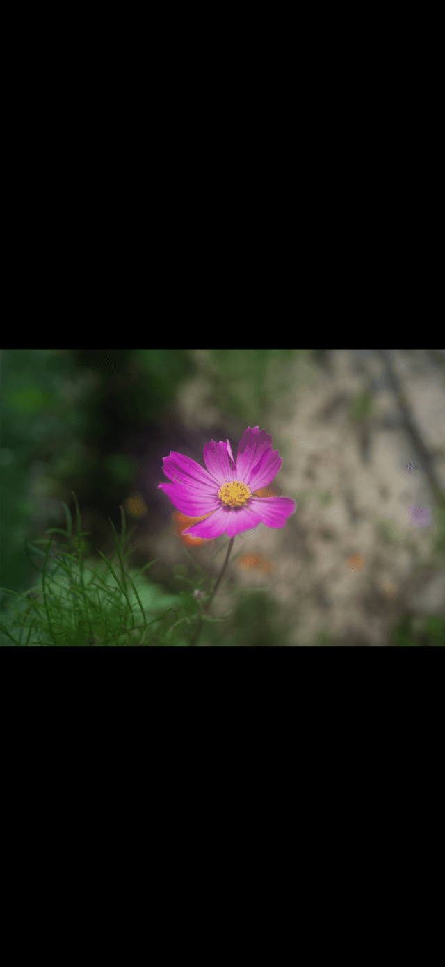 League City Garden Blooms - Image 1