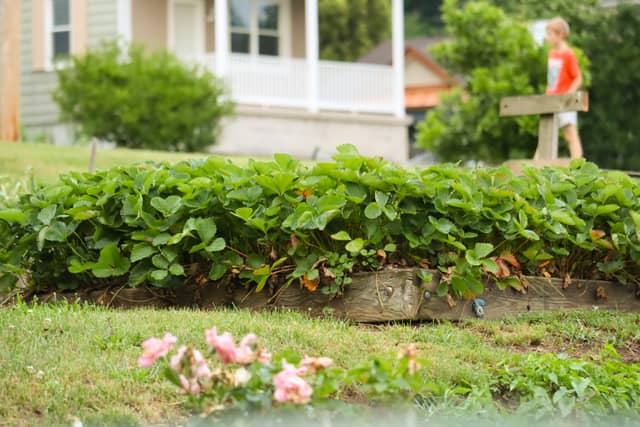 Tower City Garden Patch - Image 1