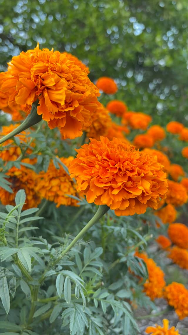 Hershey Garden Marigolds - Image 1