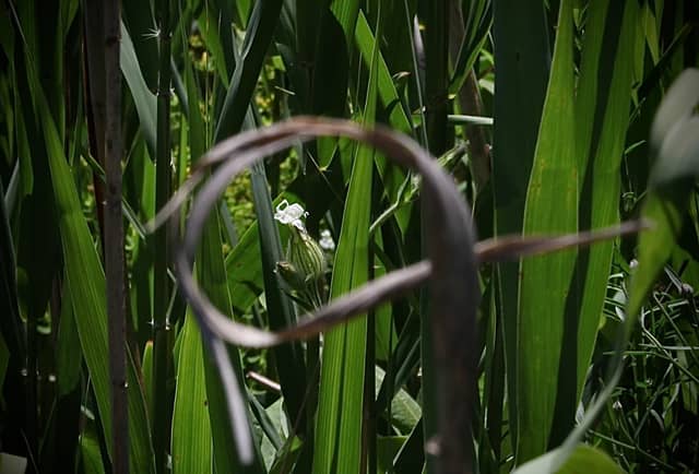 Randolph Center Meadow - Image 1